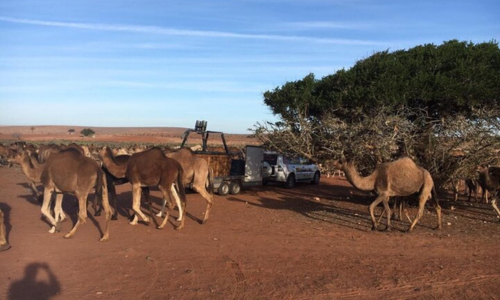 Sortir avec un chameau à la montagne